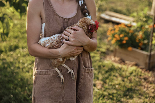 Beginner's Guide to Raising Laying Hens: Your Path to Fresh Eggs