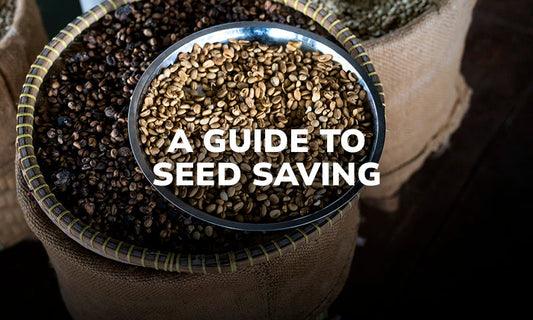 A Guide to Saving Seeds from Store-Bought Produce