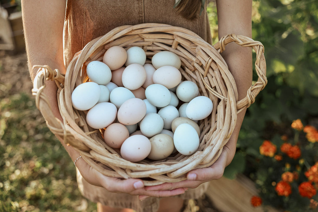 Preserving the Bloom: Why You Shouldn't Wash Farm Fresh Eggs