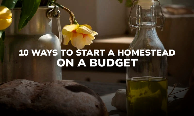 10 Ways to Start a Homestead on a Budget