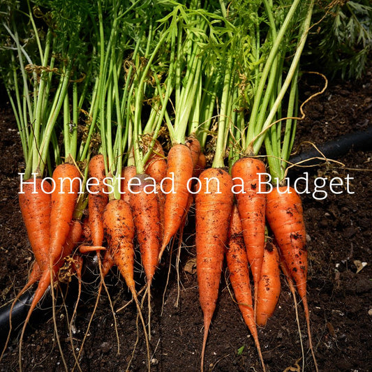 10 Ways to Start a Homestead on a Budget